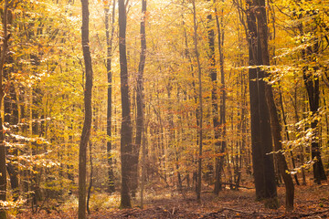 Fototapeta premium beech forest in autumn with its pretty golden colors
