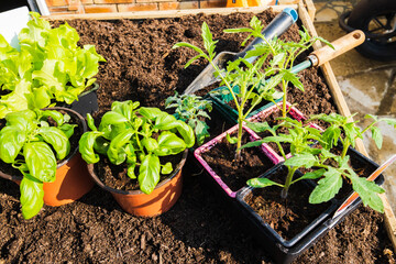 pots of young vegetable plants for transplanting in the garden in spring