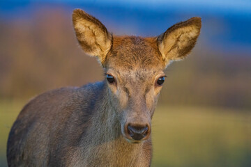 Deer or true deer are hoofed ruminant mammals forming the family Cervidae.