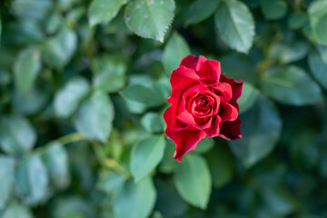 Róża Bordowa Czerwona z pełno karbowanymi kwiatami