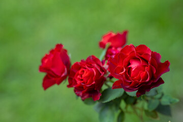 Róża Bordowa Czerwona z pełno karbowanymi kwiatami