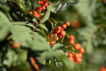 Jarzębina jesienią na drzewie