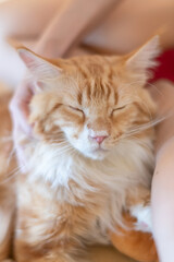 portrait of cute cat laying on the floor. selective focus point