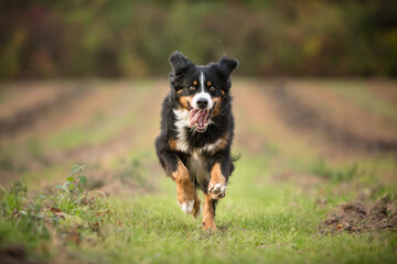 bernese mountain dog running in fall nature
