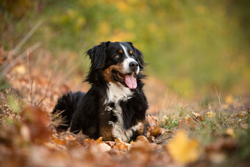 bernese mountain dog in fall nature