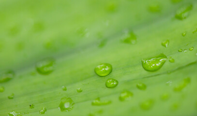 abstract stunning green leaf texture, tropical leaf foliage nature dark green background