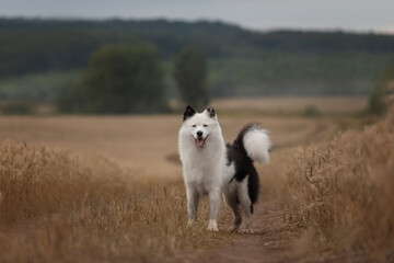 Obraz na płótnie Canvas white dog in the field