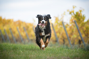 bernese mountain dog running in fall nature