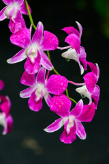 Fototapeta na wymiar Purple fresh Orchids flowers in garden