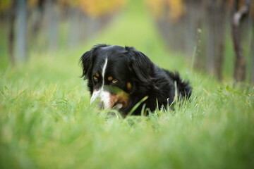 bernese mountain dog in fall nature