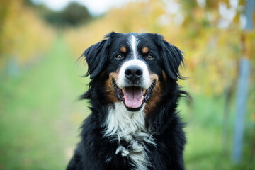 bernese mountain dog portrait