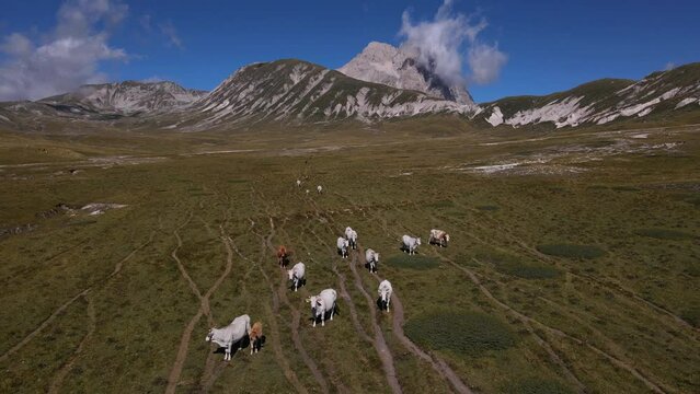 Herd of cows in a meadow in the mountains. Gran Sasso mountain, in Abruzzo region, central Italy, summer day in the mountains. Tourist destination in Italy