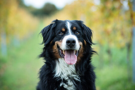 Bernese Mountain Dog Portrait