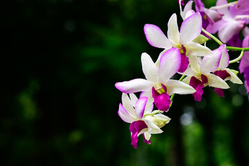 Purple fresh Orchids flowers in garden