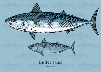 Bullet Tuna. Vector illustration with refined details and optimized stroke that allows the image to be used in small sizes (in packaging design, decoration, educational graphics, etc.)