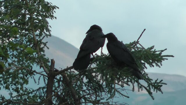 Common Raven couple on tree
Alaska wildlife and nature, 2021, Anchorage Alaska
