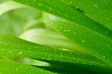 abstract stunning green leaf texture, tropical leaf foliage nature dark green background