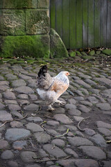 A free range farm chicken stepping across an old cobbled farm yard.