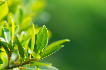 abstract stunning green leaf texture, tropical leaf foliage nature green background