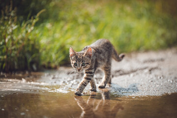 Portrait of a cute wild kitten walking in water