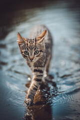 Portrait of a cute wild kitten walking in water