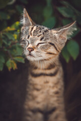 Portrait of a cute wild kitten