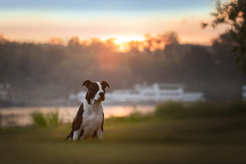 staffordshire terrier at sunset