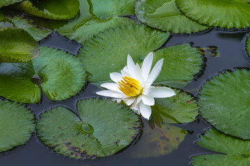 lotus flower in the pond