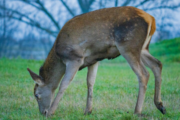 Naklejka na ściany i meble Deer or true deer are hoofed ruminant mammals forming the family Cervidae.