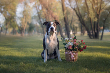 american staffordshire terrier