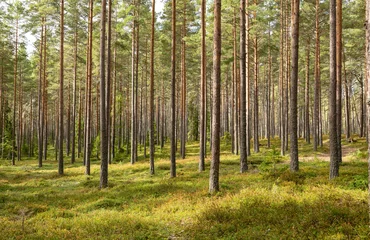 Kiefernwaldlandschaft im Herbst. Waldtherapie und Stressabbau. © Conny Sjostrom