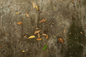 Texture Dry leaves are scattered