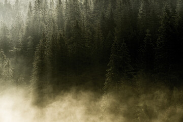 Foggy morning in Carpathians
