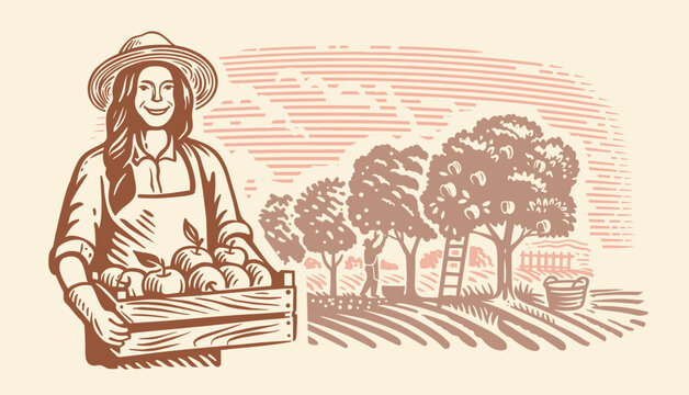 Woman with box of apples. Apple orchard, people harvesting.