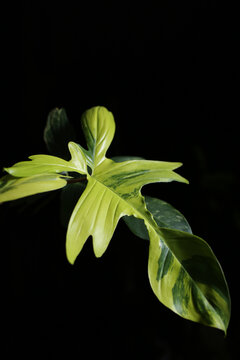 Araceae Aroid Philodendron Florida Beauty variegated plant with terracotta pot  Rare luxury variegated plant. yellow leaves