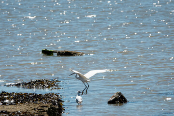 small white egret flying over a gull in the sea
