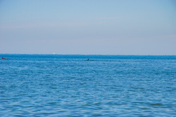 Obraz premium little dolphin on the sea