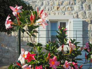 vintage house behind pink flowers
