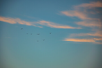 birds in the cloudy sky