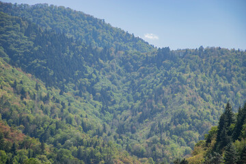 Obraz premium forest landscape in the morning