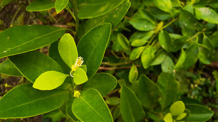 lime tree with flowers and fruit in the garden in the afternoon