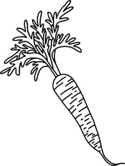 doodle freehand sketch drawing of carrot vegetable.