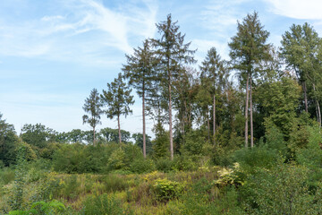 pine trees in the forest