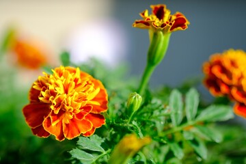 オレンジ色のマリーゴールド