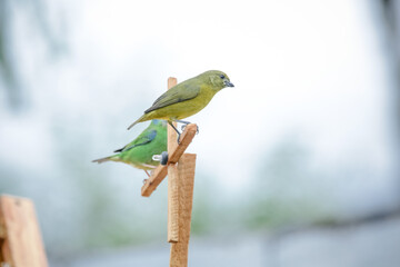 Passaros silvestre no litroal da praia lindos e coloridos na natureza.