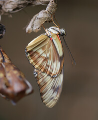 Die Flamme - The Flame or Julia butterfly