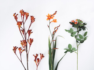 flowers and rosehip on white background