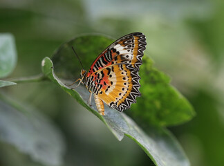 Malaiische Florfliege - Malay lacewing