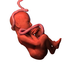 Human fetus, transparent background, 3D render