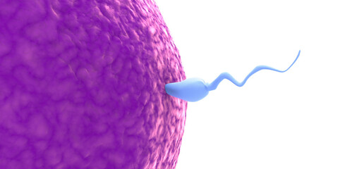 Sperm and egg. Natural fertilization. Transparent background. 3d illustration